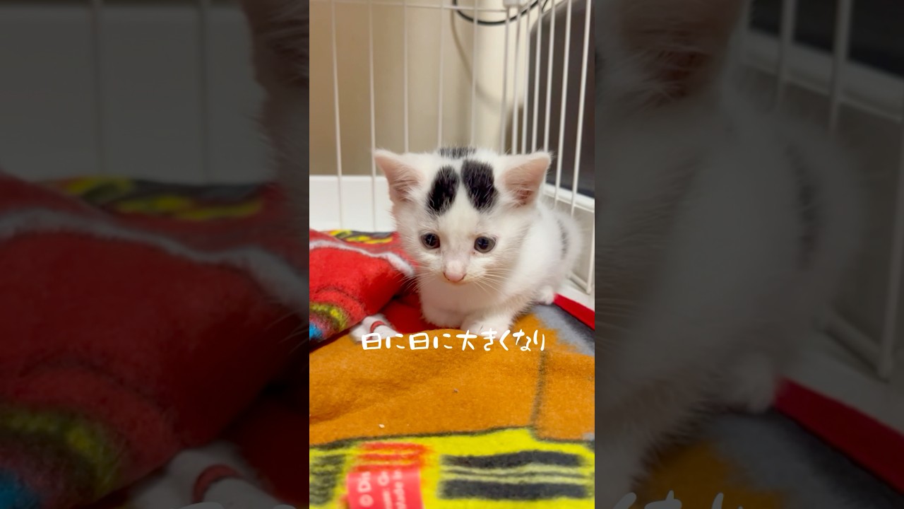 【保護猫】我が家に来て約一年、これからもそばがないてね。#保護猫 #ねこ #猫のいる暮らし ＃rétro＃ミルねーさん