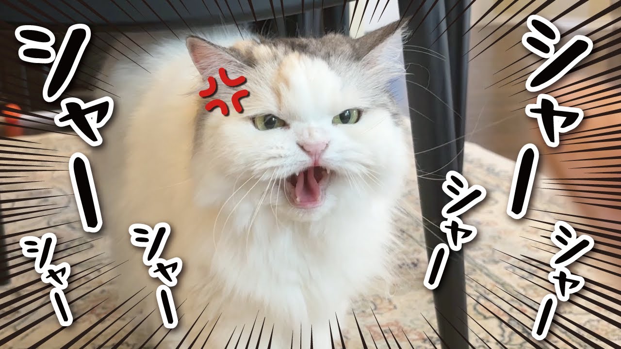 シャー！シャー！シャー！シャー！シャーーーーーーー！！！！！！！【関西弁でしゃべる猫】【猫アテレコ】