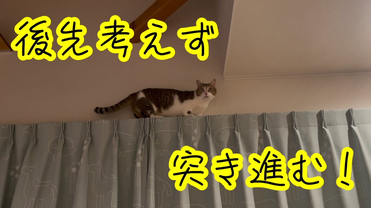 後先考えずカーテンレールを歩く短足マンチカンがこちらw
