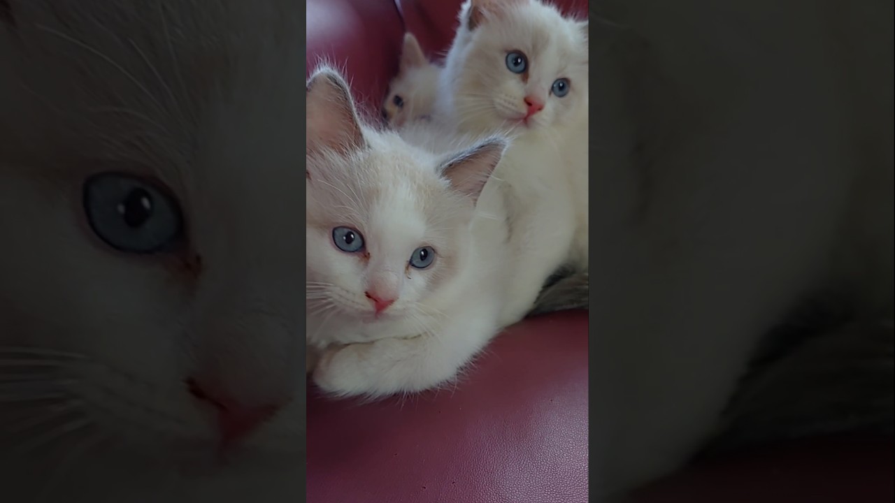 #ゆるめな遊び方＃ラグドール子猫
