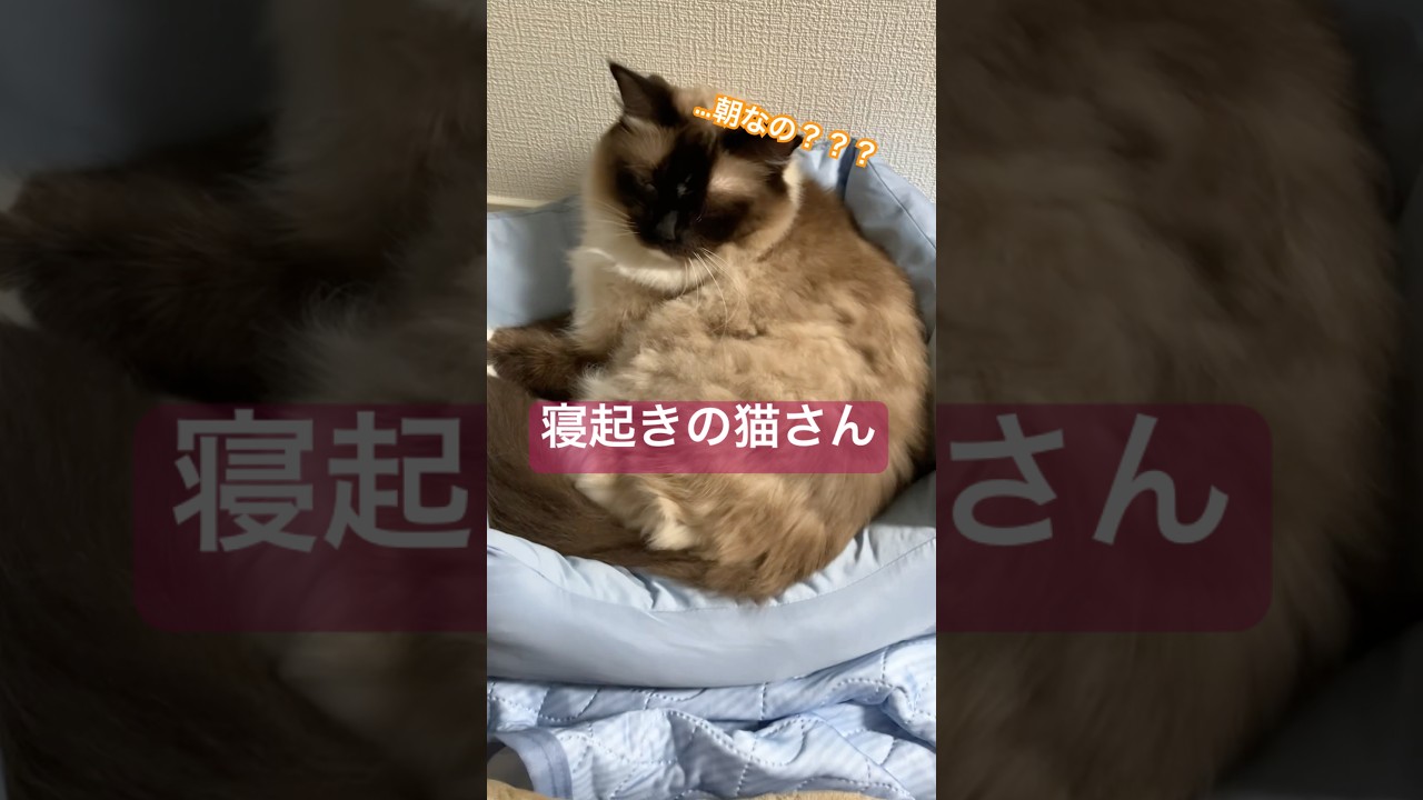 また夜中に布団運んでました #ragdolls #cats #cutecat #shorts #ラグドール #寝起き #猫のいる暮らし #猫動画 #ショート