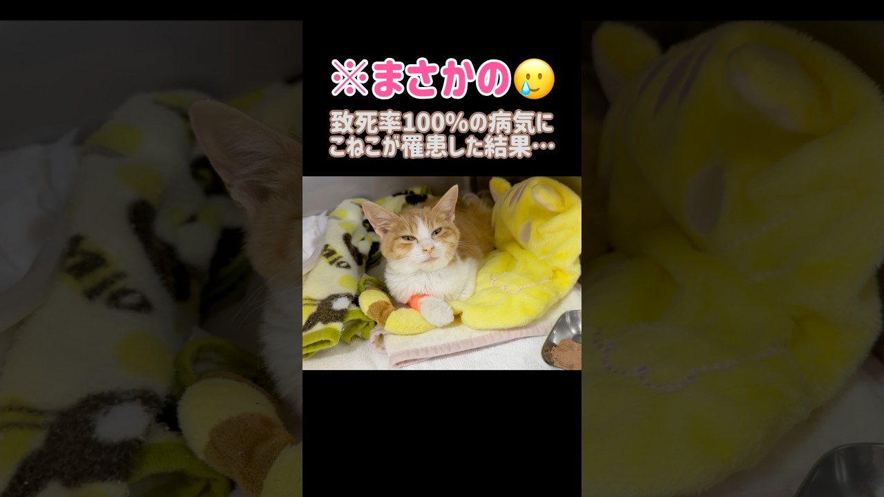 【泣ける🥲】こねこ100日間の闘病記録です。