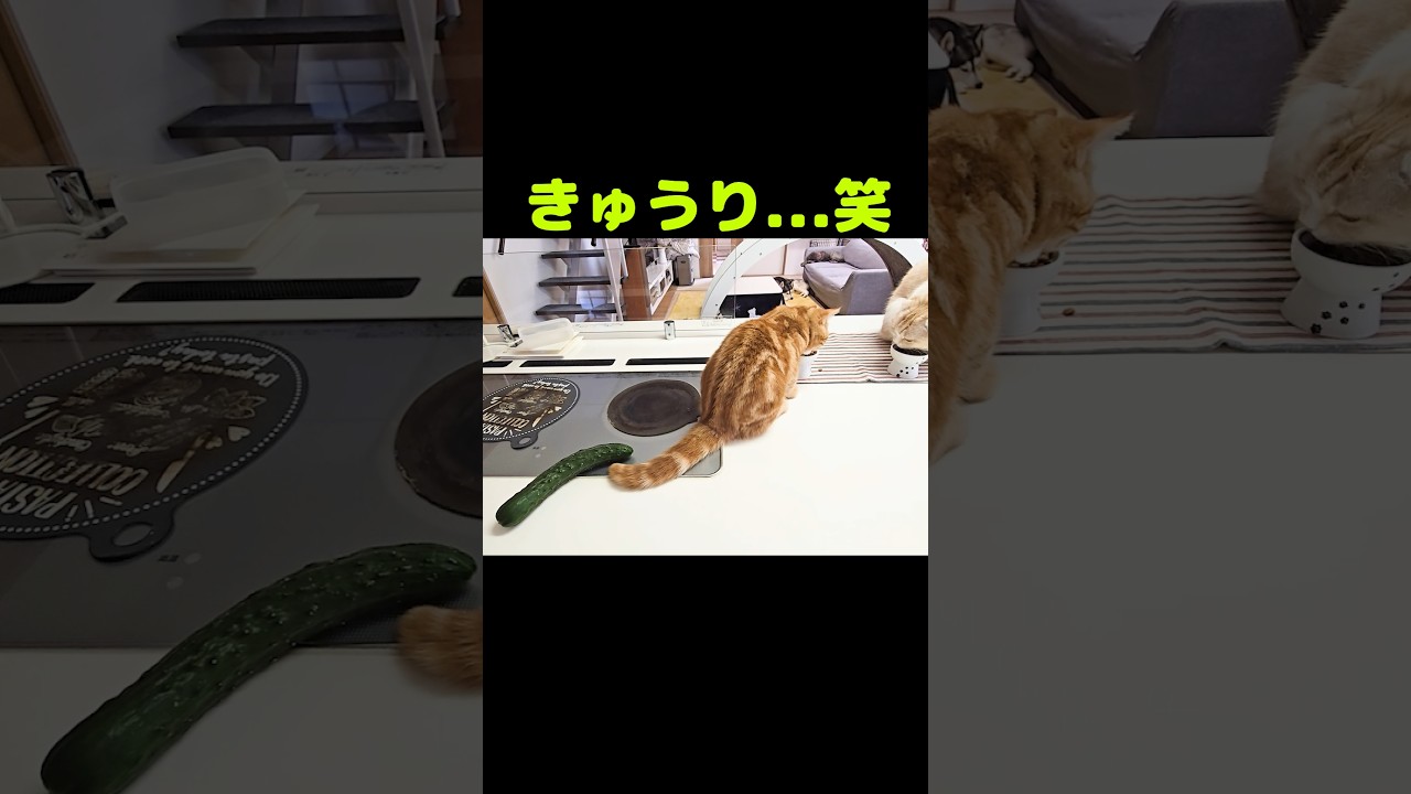 きゅうりと子猫...笑#shorts