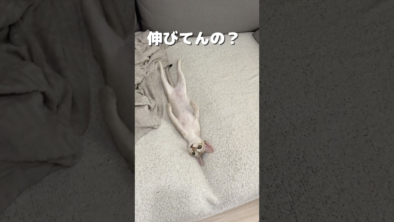 【びょ〜ん】手足が長いシンガプーラの子猫が可愛すぎる#shorts #子猫 #猫のいる暮らし