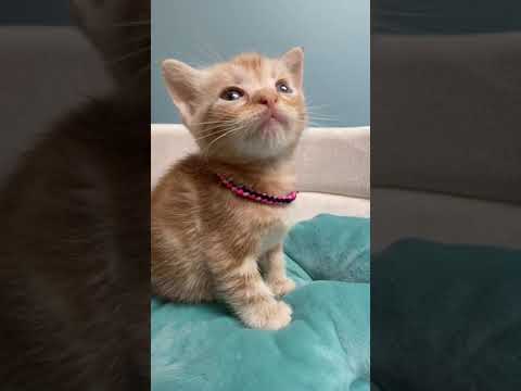 アメリカンショートヘア レッドタビーのアメショー男の子♂