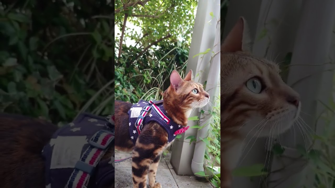 【猫が狩りに出かけた…】獲物の姿を必死で追いかける猫。 #ベンガル #cat #ねこ #猫の狩り#cat hanter #猫のいる生活 #shorts