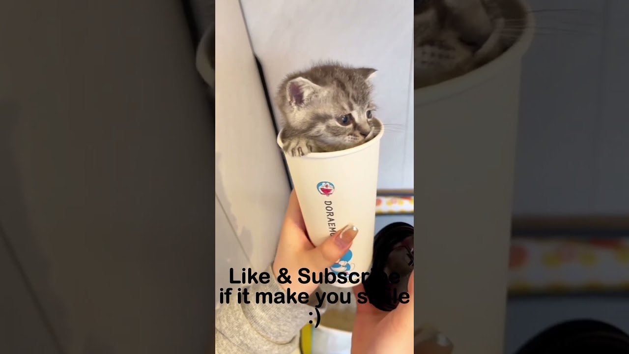 What a surprised!!!! #cute #cat #shorts