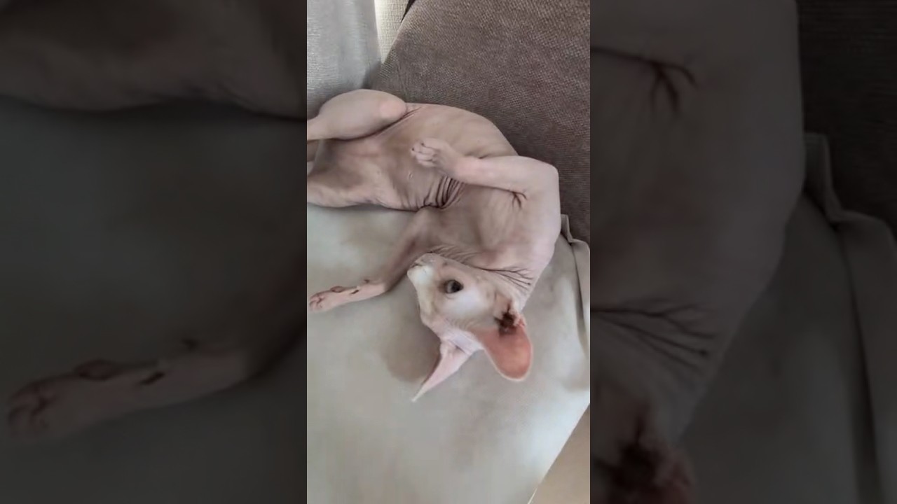甘えん坊の毛のない猫【スフィンクス】