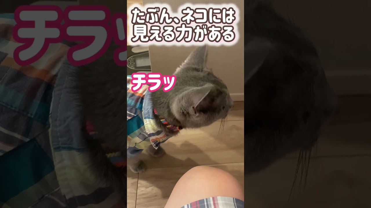 ロシブル💗ラブちゃん・じーーーーーー、なんかおる ＃ロシアンブルー ＃ロシブル ＃ラブちゃん