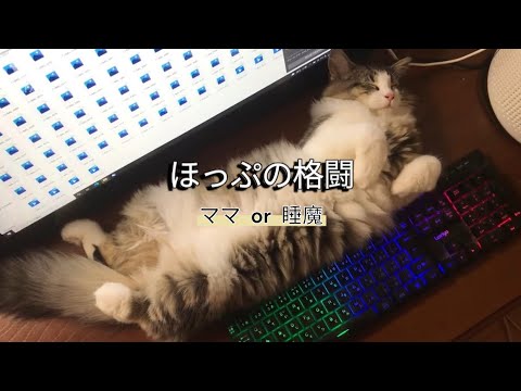 ほっぷの格闘　ノルウェージャンフォレストキャット