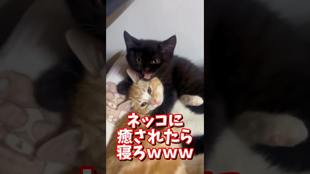 ネッコの動画で癒されたら寝ろｗｗｗ　#2ch  #動物  #猫 #癒やし #ねこ動画　#ネコ