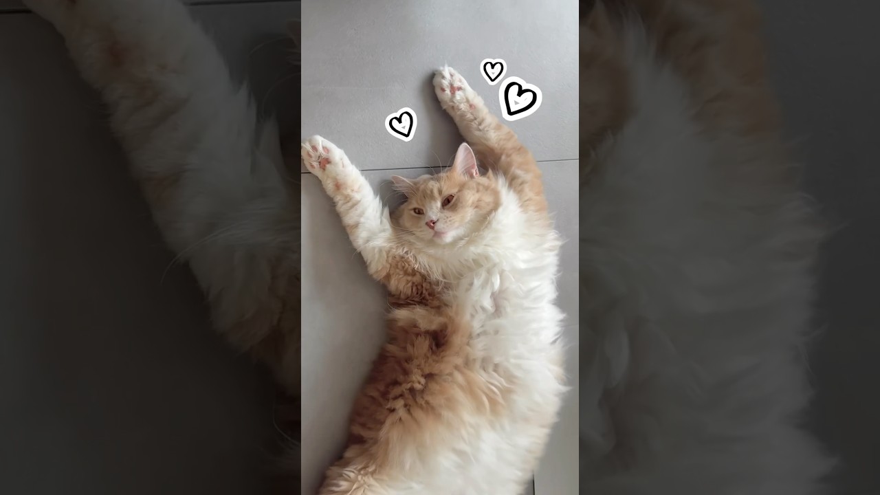 暑さを体現するうちの猫🐈🙌　#猫なんです #cat #サイベリアン #猫好きさんと繋がりたい #猫のいる生活 #今日のもうふ #へそ天 #癒し #暑い日の猫 #かわいい猫ちゃん #バンザイねんね