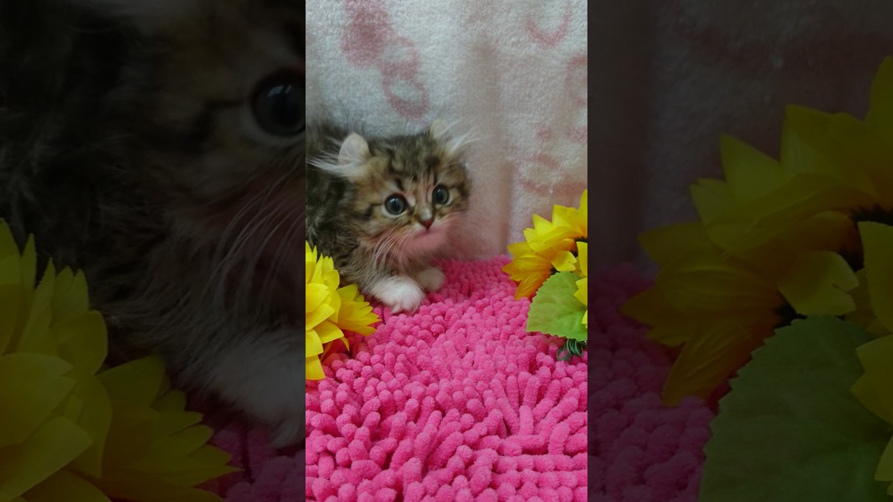 3/20アメリカンカール・♂（２）