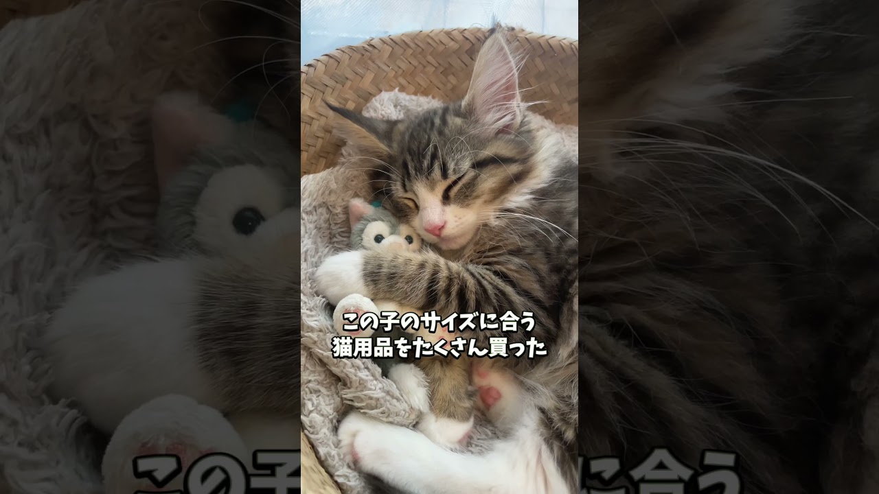 ちっちゃい子猫が巨大猫になるまで　#cat #猫 #ねこ #ノルウェージャン #ノルウェージャンフォレストキャット #北欧猫
