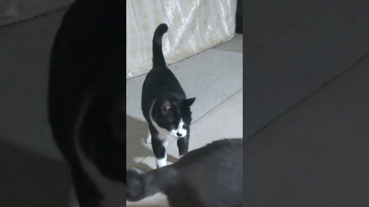 高くつくわよ😼#shorts#ハチワレ#コラット#ギャラ