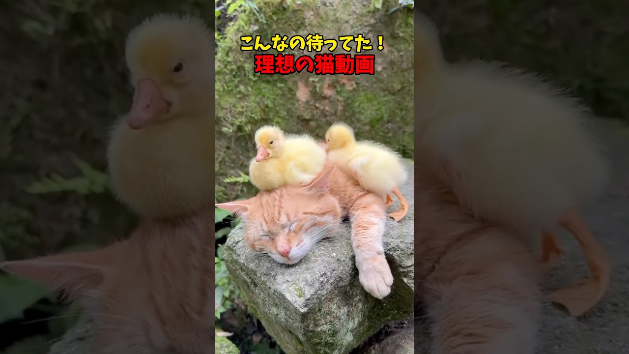 これが求めてた猫動画です #猫 #cat #cats #cute