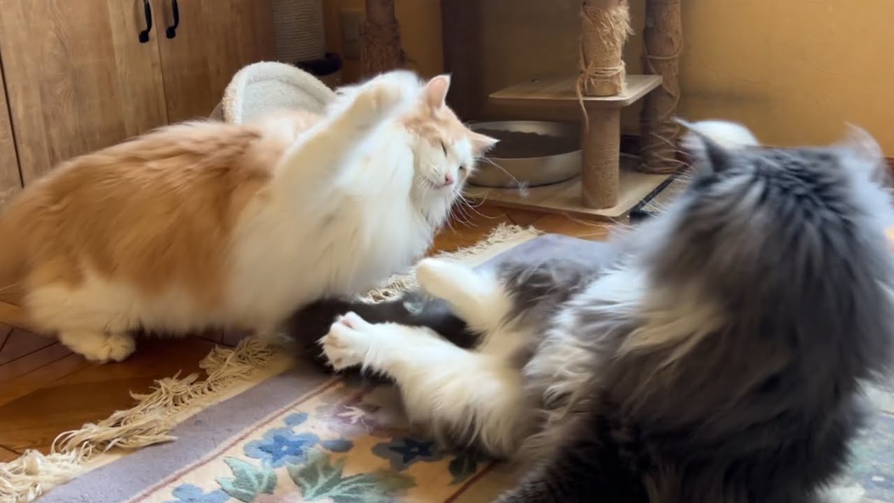 【高速パンチ‼︎】救世主ショーヘイ登場で、平和を取り戻しましたwwwノルウェージャンフォレストキャットとターキッシュアンゴラ