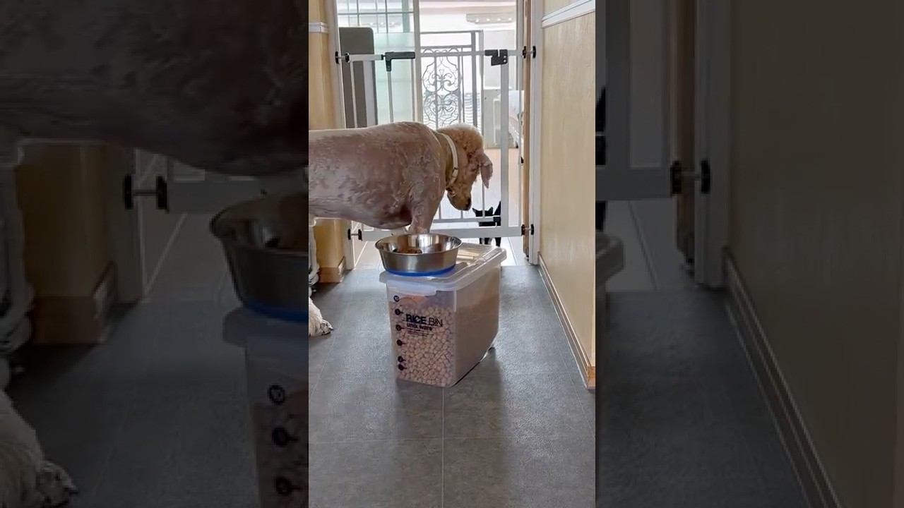 子猫に世話を焼く犬#捨て猫 #捨て猫保護 #捨て猫関連 #保護子猫 #保護猫