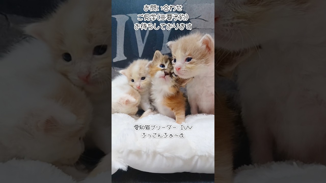 よちよち歩き始まりました【メインクーン子猫】ご家族様募集中です