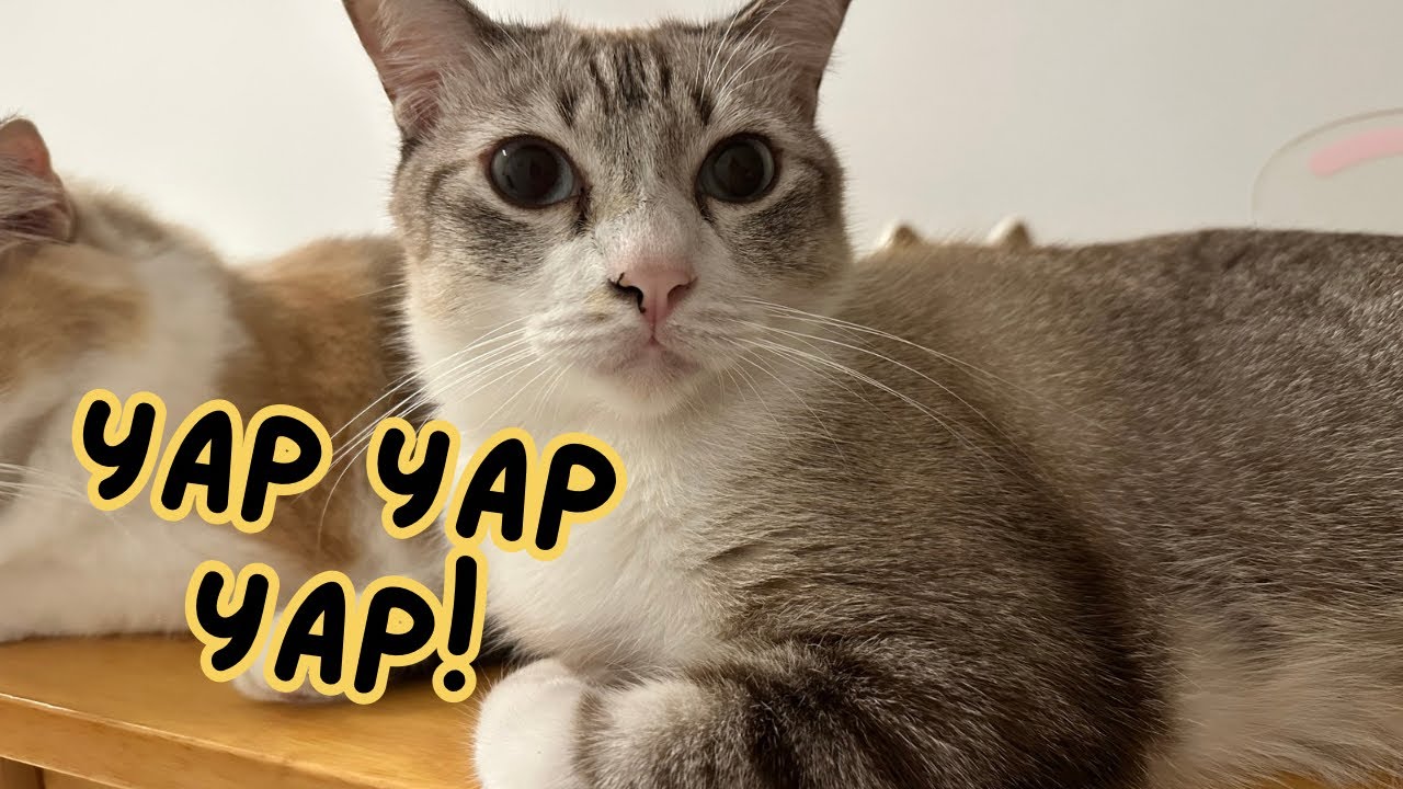 This cat is giving you life advice! A certified yapper and attention seeker kitty 🐱