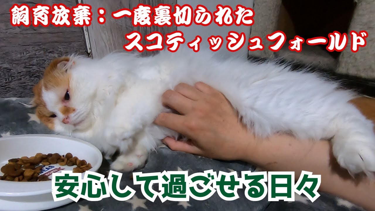 飼育放棄のスコティッシュフォールド横着に食べ へそ天で遊ぶ姿にキュン（保護猫カフェ猫の木）十三駅