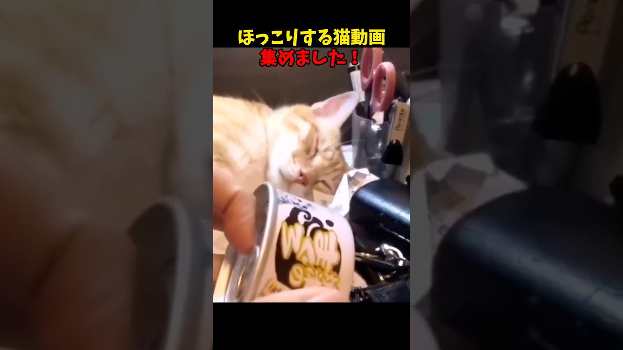 ほっこり〜😌 #猫 #cat #cats #cute