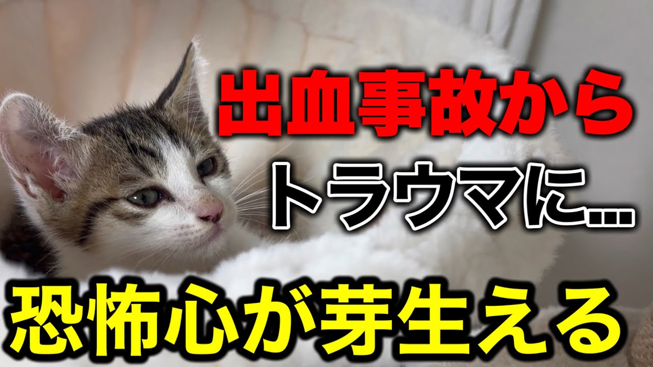 あの出血事故からトラウマになってしまった子猫