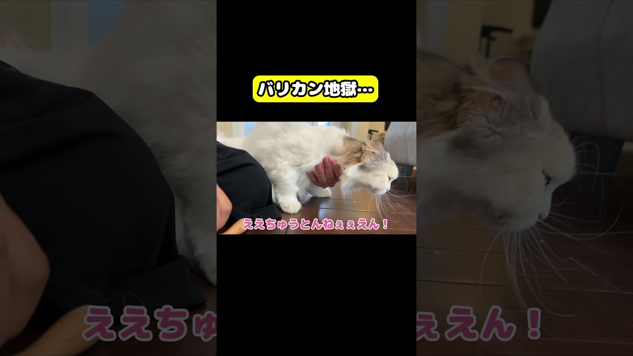 バリカン地獄のはじまりはじまり…#猫 #おもしろ #アテレコ #ニャンチューバーつくし