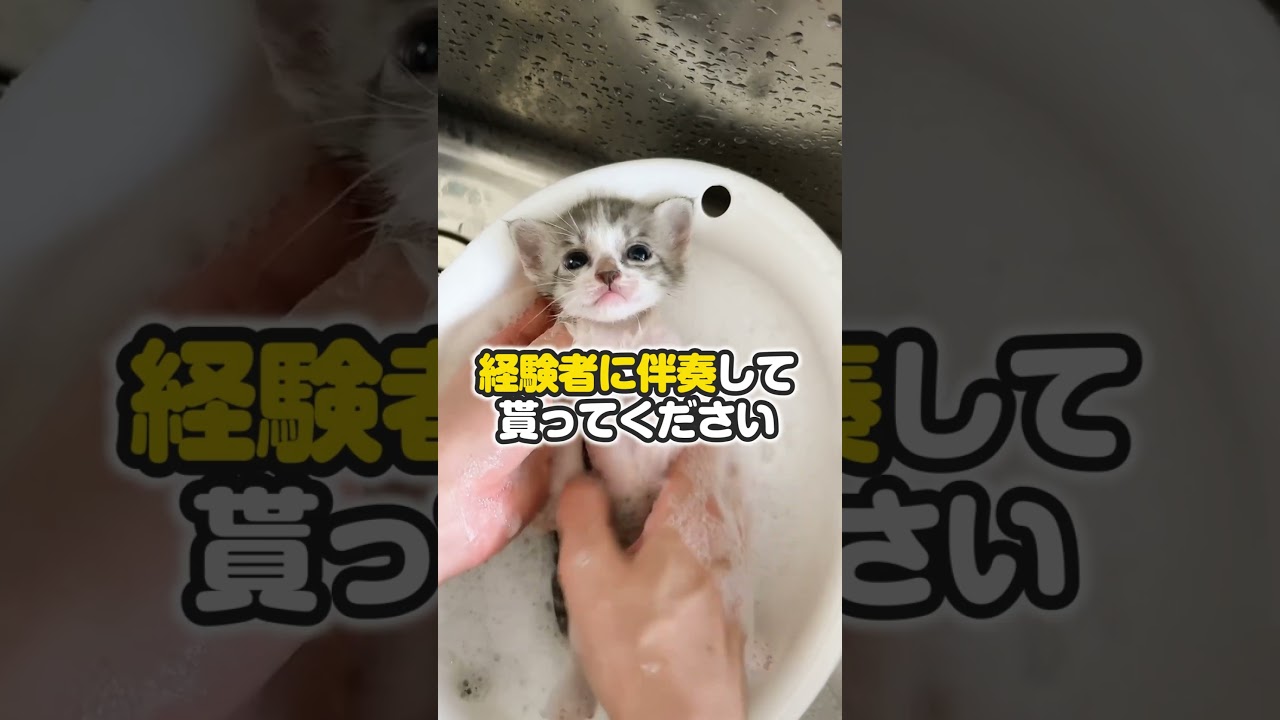 うんちまみれだったからシャンプーしたら身をゆだねすぎてた件【保護猫生活】