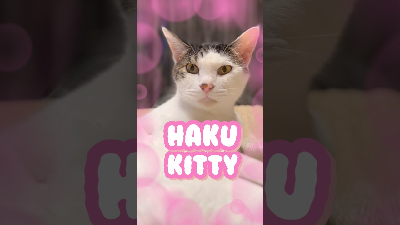 襟足王子、ハク兄さん Prince of the Perfect Nape: Haku #cat #tabbycat #whitecat #猫のいる暮らし #shorts