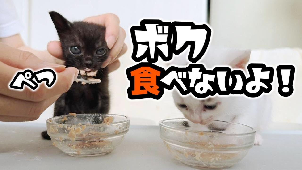 【子猫】「ボク食べんよ！」離乳食を出す子猫。アレっ！昨日食べてたよね？！【保護猫生活16日目】