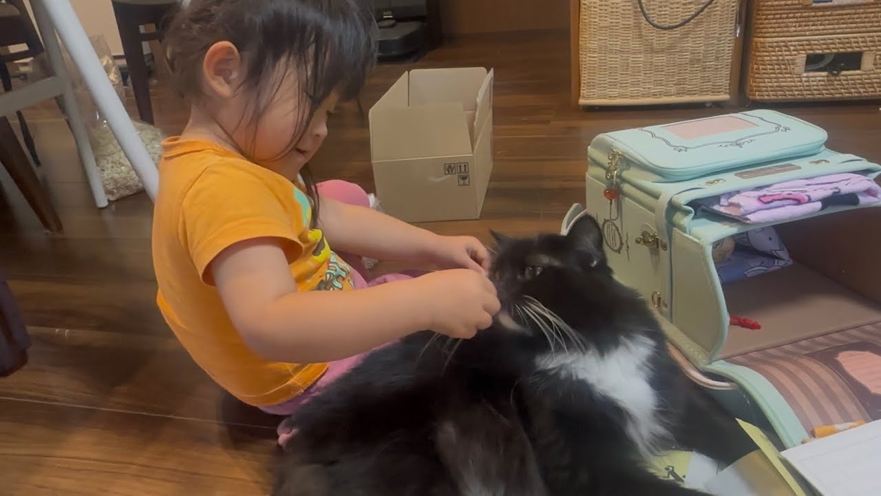 朝から寝るまで近くで過ごす猫　ラガマフィン　サイベリアンA cat that stays nearby from morning until bedtime. Ragamuffin. Siberian