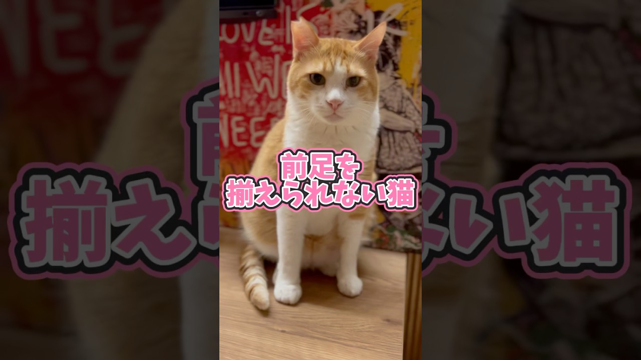 足を揃えて座れない猫が可愛い #猫 #cat #茶白猫