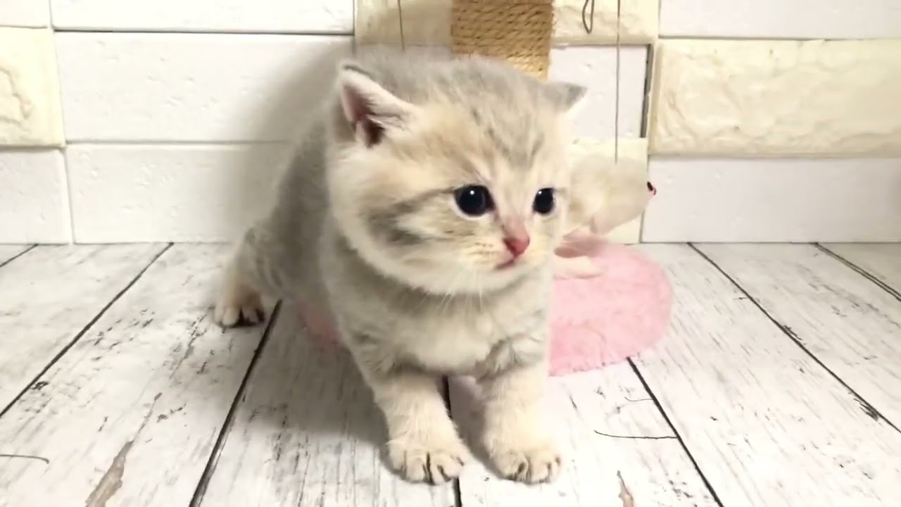 ブリティッシュショートヘア 甘えん坊でめっちゃ可愛い子💕新色のブリちゃん🐈　毛色：ブルーゴールデン