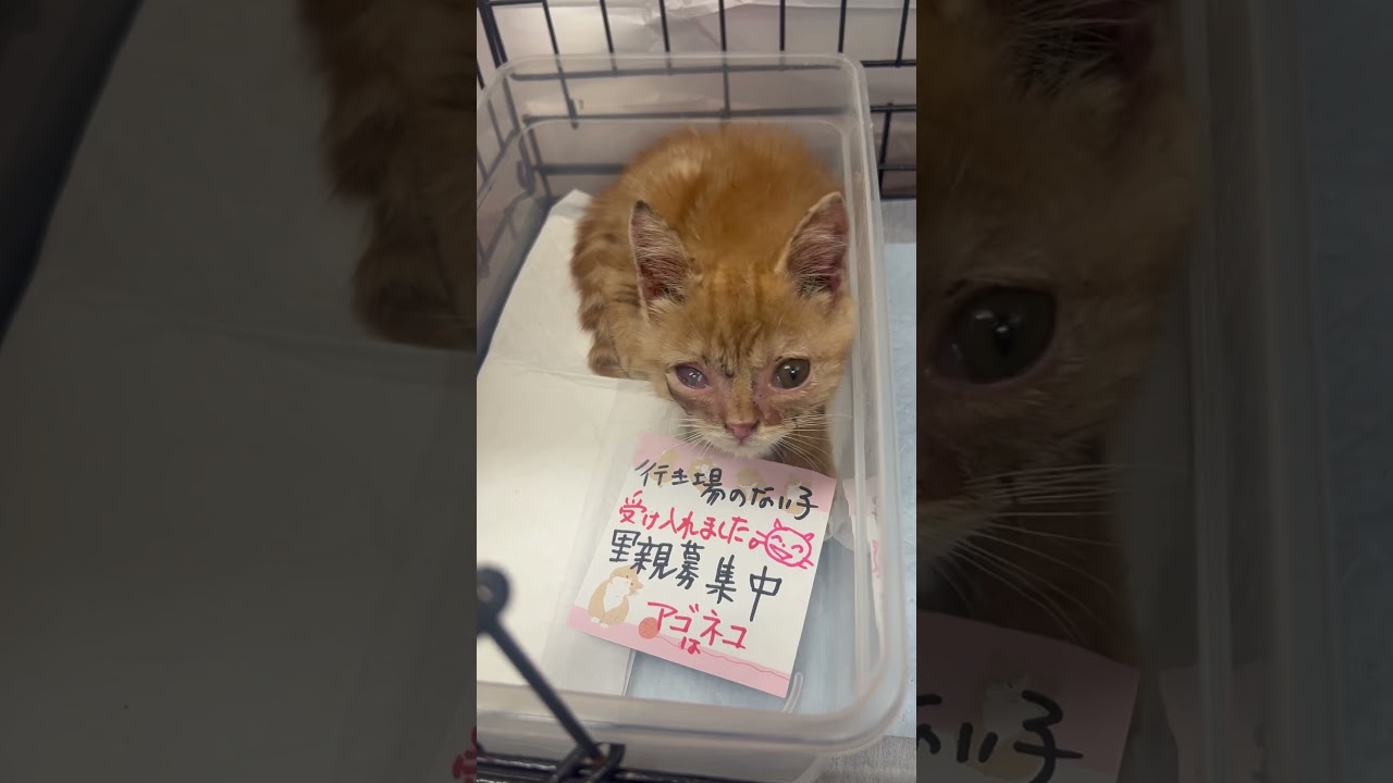 行き場のない子猫を、受け入れました。現在ケア❤️‍🩹中　#里親募集中子猫アゴはネコ #里親募集中