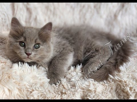 Bon Bon's Dark Pink Collar Girl Cherubim/Ragdoll kitten DOB 04/23/25