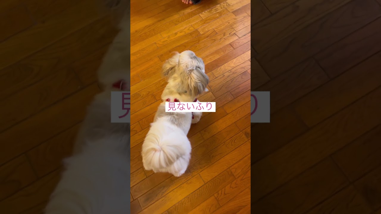 ワンコとニャンコ #ねこ動画 #アメリカンカール #catvideos