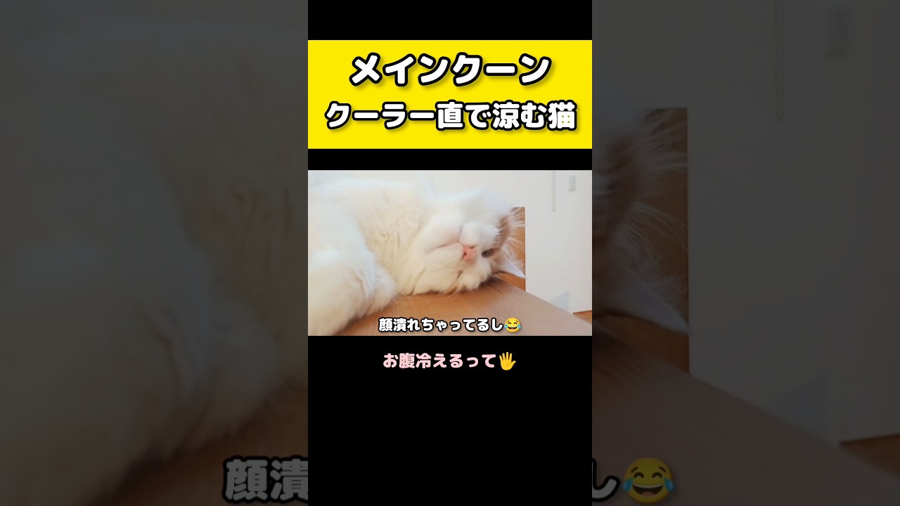 冷えすぎ注意！ #メインクーン #猫 #猫のいる暮らし#cat #mainecoon #catlover​  #catshorts​ #cute​ #cutecat​ #fyp​