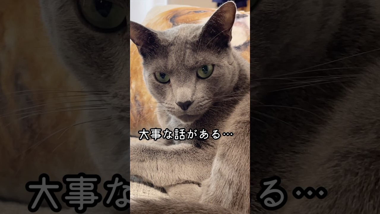【猫】大事な話。#気をつけろ！#お利口さん#ロシアンブルー#三毛猫
