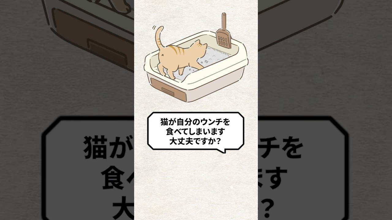 Q：猫が自分のウンチを食べてしまいます #猫 #猫との暮らし #ねこのいる生活