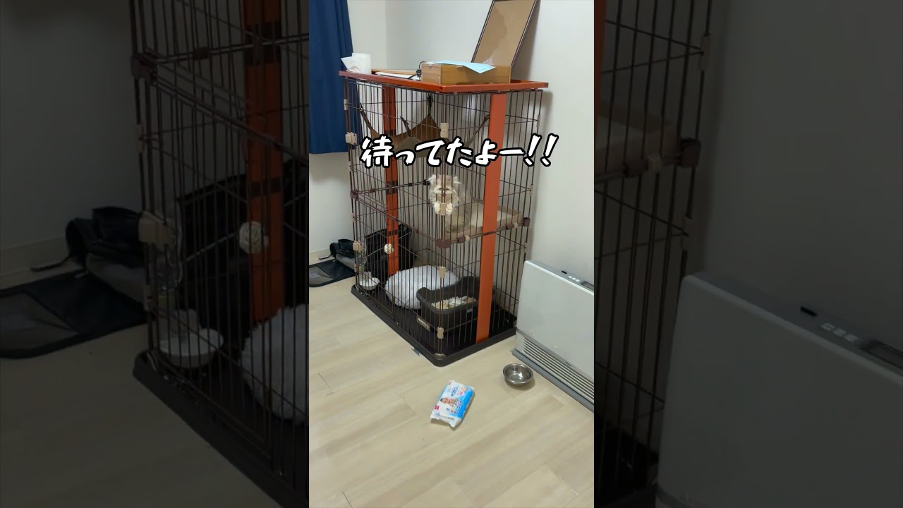 【朝の儀式】必死な顔　#子猫#ペルシャ#猫 #cat#persia#kitten