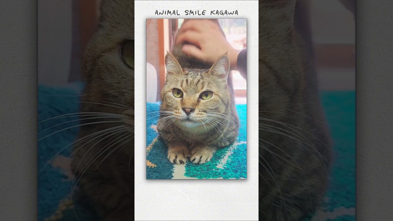 YouTube「アニスマ」🐱ベンガルの足を狙う→あくび→「シャア」#保護猫