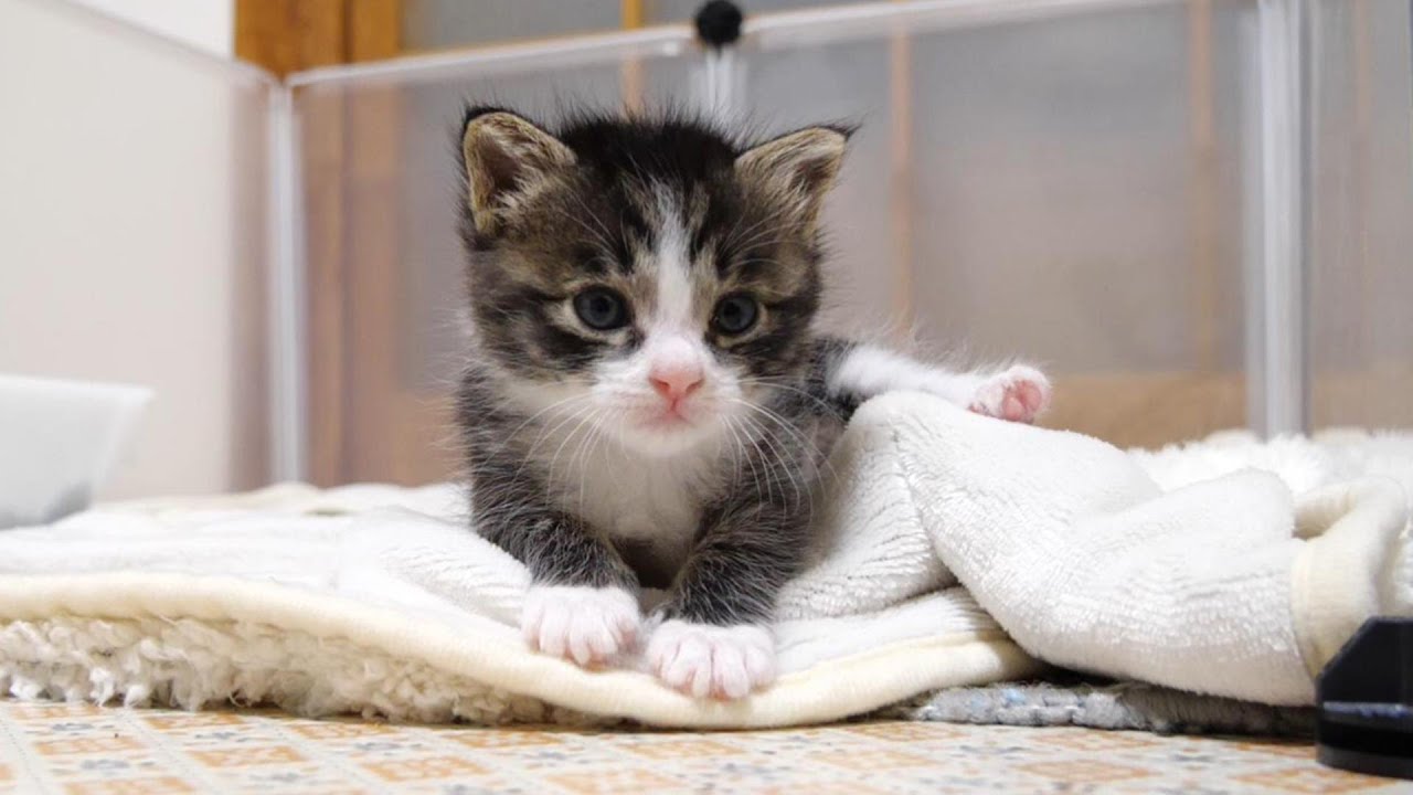 ミルクの匂いに気づいた子猫が寝ぼけながらママにミルクをおねだりしたら、立ち飲みスタイルになってしまう【赤ちゃん猫　保護猫】