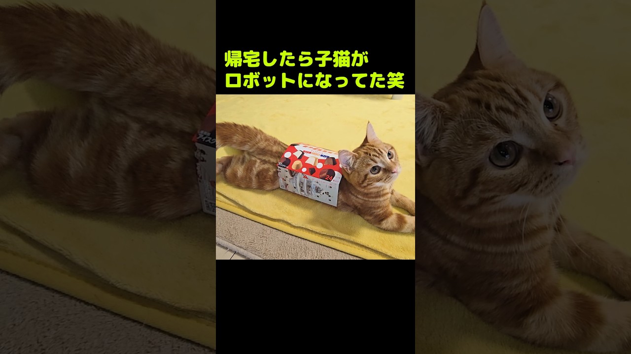 帰宅したら子猫がロボットになってた...笑#shorts