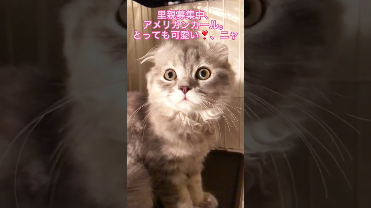 里親募集中😸アメリカンカール😸とっても可愛いニャ😍アゴはネコ