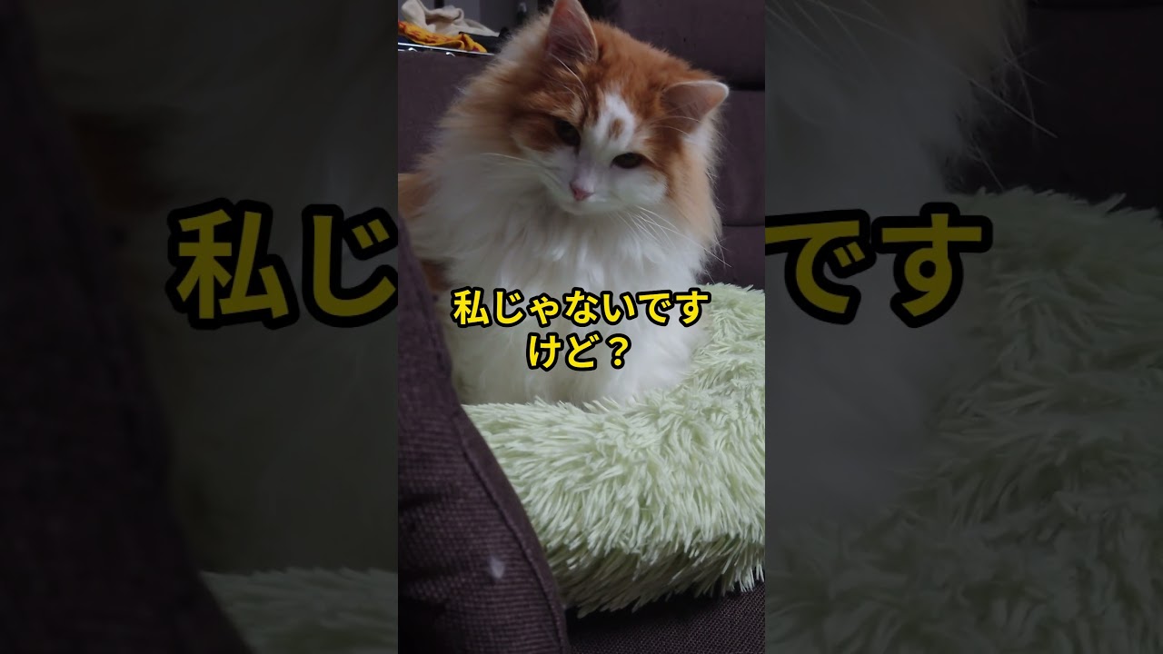 爪とぎ対策、成功。モカも安全です。#shorts #サイベリアン #cat #猫のいる暮らし#猫安全対策