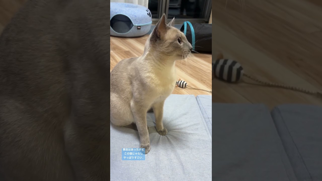 あおそら日記 #あおそら #ロシアンブルー #猫好きさんと繋がりたい