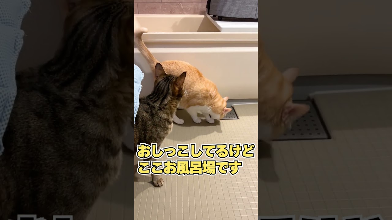 そこはトイレじゃなくてお風呂場なんですけど… #shorts