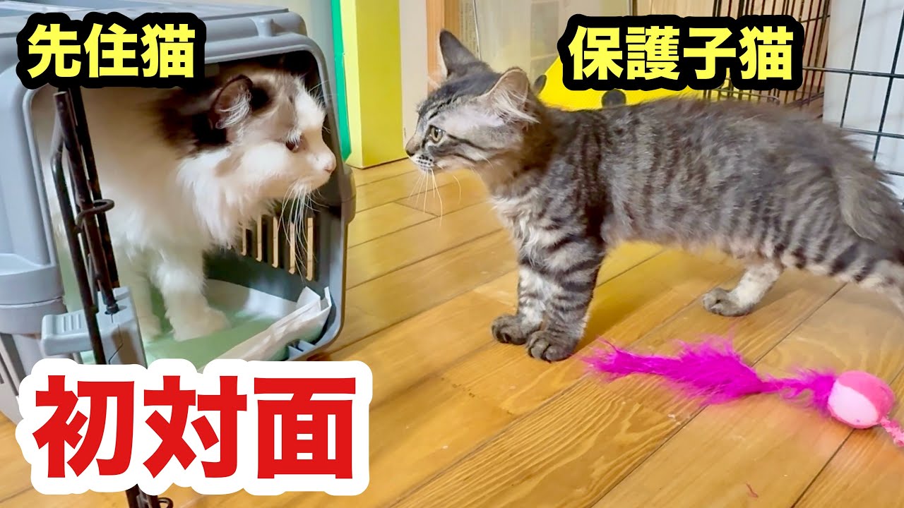先住猫と初対面した時の保護子猫の反応／譲渡活動スタートしました