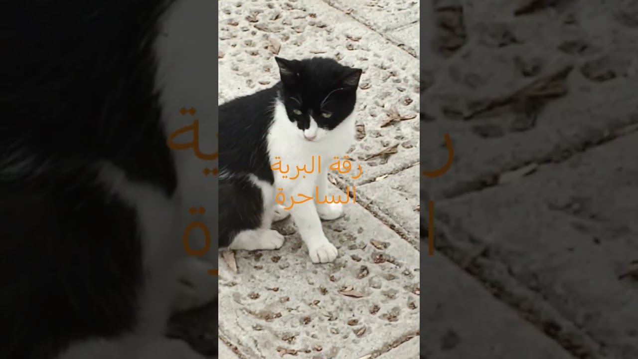 في كل زاوية، تلمع عيون القطط كنجوم صغيرة، تراقب العالم بحكمة مكتسبة من مغامرات الشوارع اليومية.